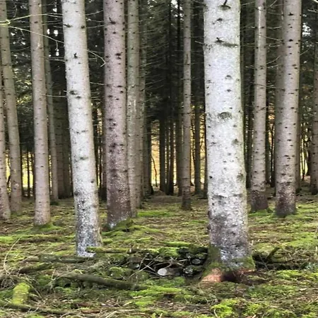 Enticing In Viroinval Near Forest